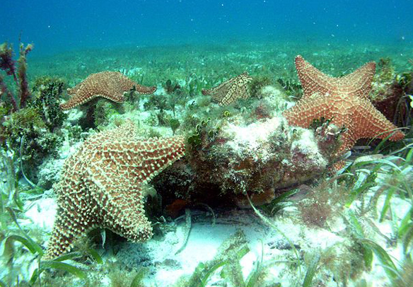 submarinismo